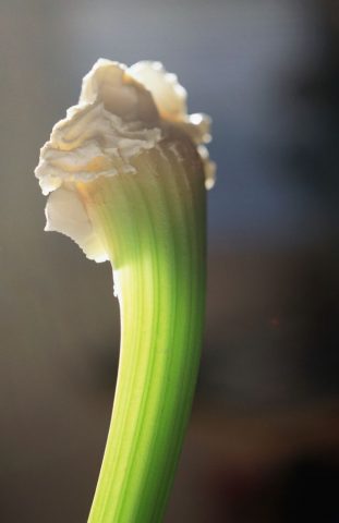PROD-Celery-Stick